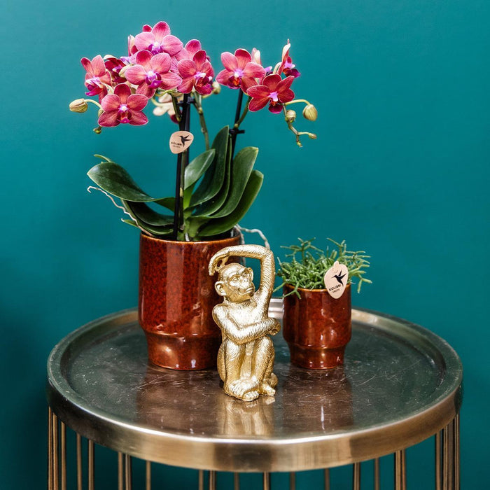Rode Phalaenopsis orchidee - Congo + Classy red- Ø9cm - Bloeiende kamerplant