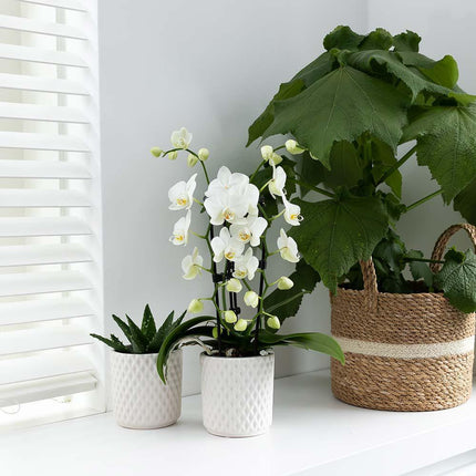 Weiße Phalaenopsis-Orchidee – Niagara Fall – Ø 9 cm – Blühende Zimmerpflanze
