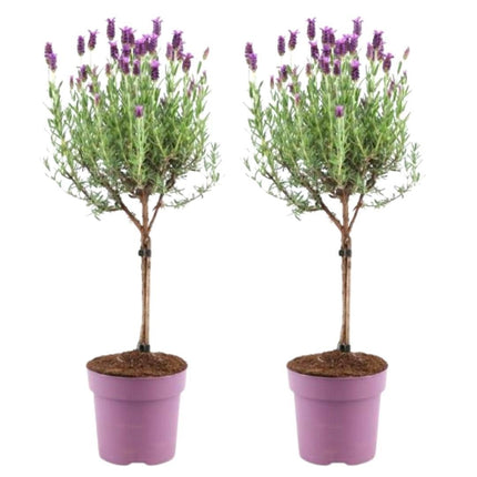 Lavandula stoechas Anouk® su stelo - Ø15cm - Lavanda francese su stelo - 2x