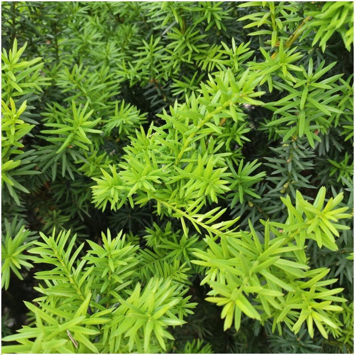 Venijnboom haag - Taxus media Farmen - 1 meter - Set van 6 winterharde haagplanten - Groenblijvende haag