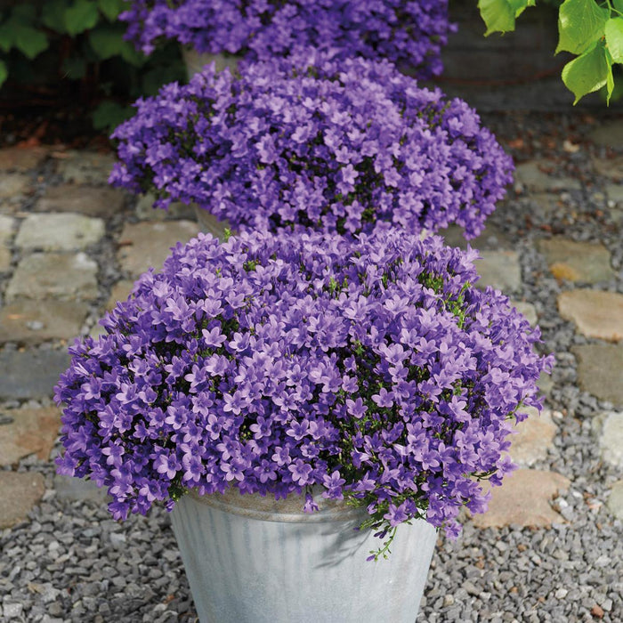 Campanula Addenda - Klokjesbloem paars Ø12cm - 2m2 bodembedekker - 12 stuks - Ambella purple - tuinplanten - winterhard