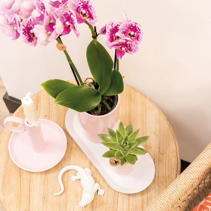 Roze paarse phalaenopsis orchideeën - El Salvador - 4x - Ø9cm - Bloeiende kamerplant