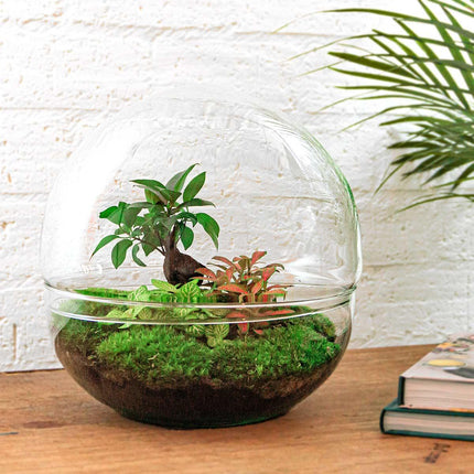 DIY terrarium - Dome XL - Ficus Ginseng Bonsai - ↕30cm - Normal