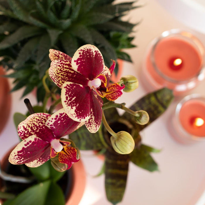 Planten set Scandic terracotta - met oranje Phalaenopsis Orchidee Ø9cm en Succulent Miranda Ø6cm - incl. keramieken sierpotten | Ø6-9cm