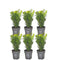 Buxus Sempervirens