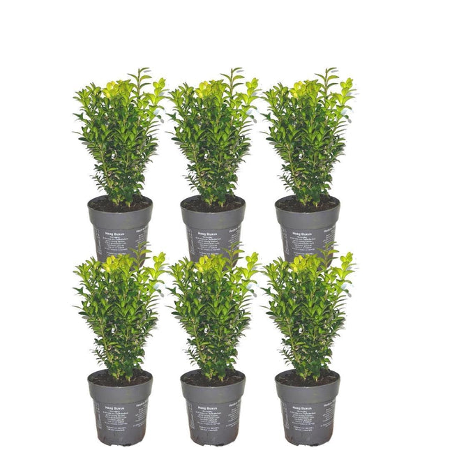Buxus Sempervirens haag - 1 meter - ↕20 cm - Ø12cm - 6x