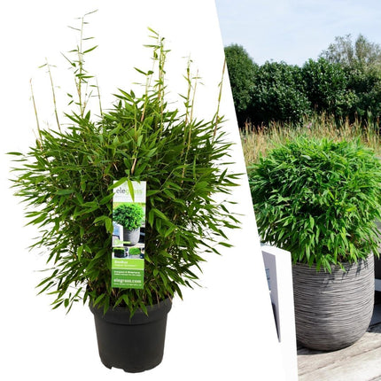 Fargesia moontears Boobux XL - ↕70cm - Ø29cm