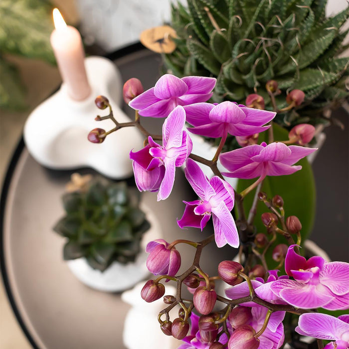 Paars/ roze Phalaenopsis orchidee - Mineral Vienna - Ø9cm - Bloeiende kamerplant