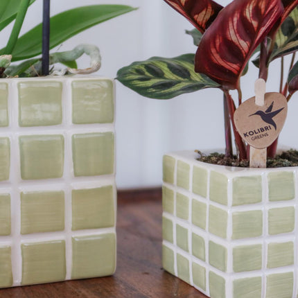 Kolibri Home | Mosa decorative pot - Green - Ø6cm