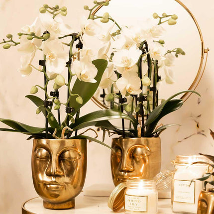 Weiße Phalaenopsis-Orchidee – Niagara Fall – Ø 9 cm – Blühende Zimmerpflanze