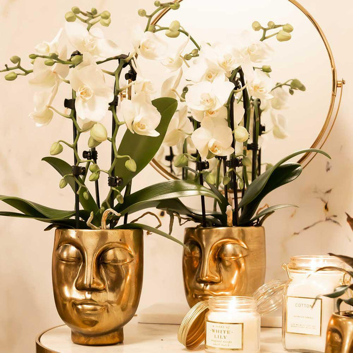 Witte Phalaenopsis orchidee - Niagara Fall - Ø9cm - Bloeiende kamerplant