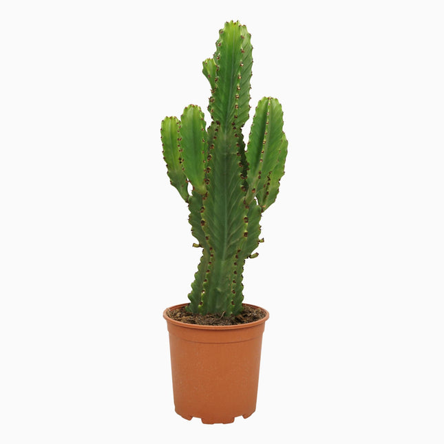 Euphorbia Ingens - ↕60cm - Ø21cm