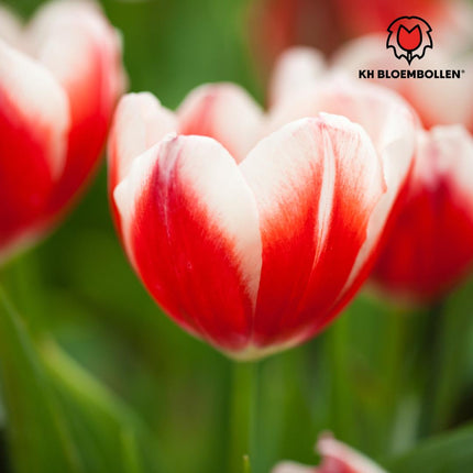 Candy Apple Delight - Tulipanløg - 20 stk. - Blomsterløg