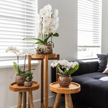 Kolibri Home | Combo deal - Safari pots