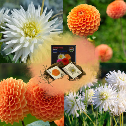 Dahlia Bollen | Mix Orange Pride, Dahlia Playa Blanca & Dahlia Ralphie, 2 stuks