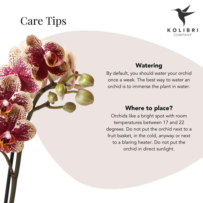 Geel rode phalaenopsis orchidee - Spain in Rolling sierpot wit - Ø9cm - ↕40cm - Bloeiende kamerplant