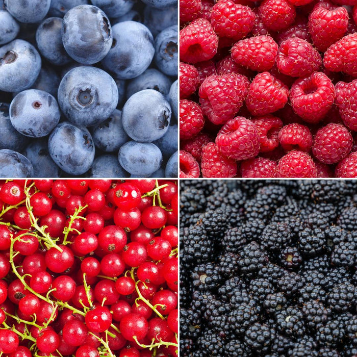 Fruitplanten mix Biologisch - set van 4 verschillende soorten "Vruchtenparadijs"