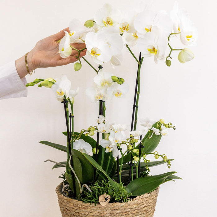 Witte plantenset in Reed Basket incl. waterreservoir | drie witte orchideeën en drie groene planten Rhipsalis | Field Bouquet wit met zelfvoorzienend waterreservoir