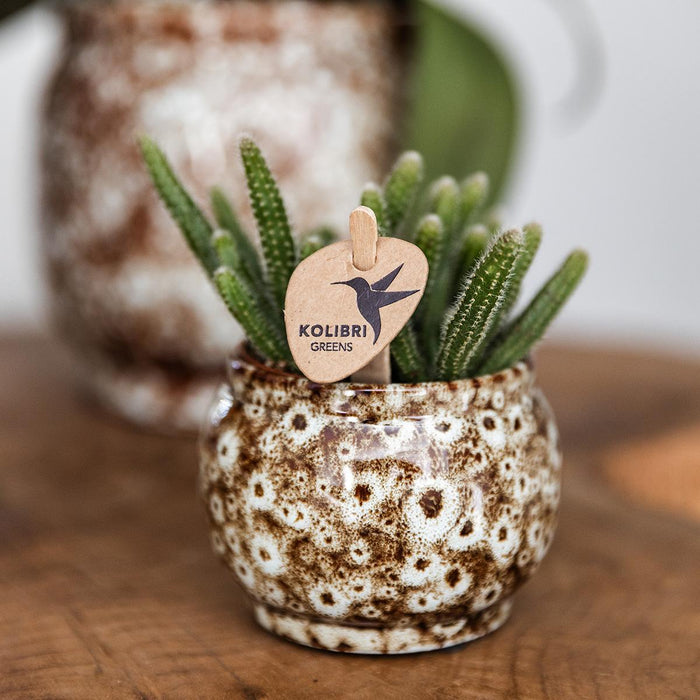 Kolibri Home | Safari pot - Ø12cm
