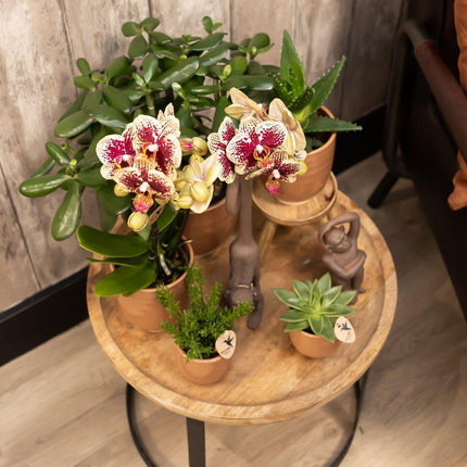 Kolibri Home | Glazed flower pot - Cognac ceramic decorative pot with gloss - Ø12cm