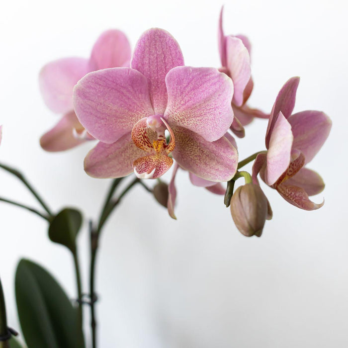 Planten set Owl sierpot wit - Set met Phalaenopsis orchidee Treviso Ø9cm en Groene planten Rhipsalis Ø9cm  | incl. witte keramieken sierpotten