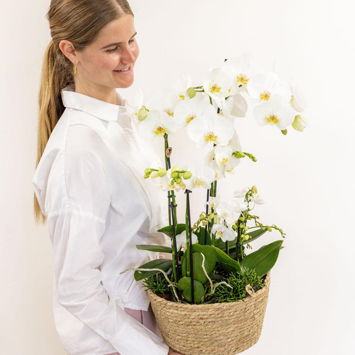 Witte plantenset in Reed Basket incl. waterreservoir | drie witte orchideeën en drie groene planten Rhipsalis | Field Bouquet wit met zelfvoorzienend waterreservoir