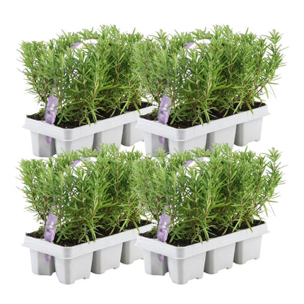 Rosmarinus Officinalis - ↕20cm - Ø7cm - 4x6 pack - 24x