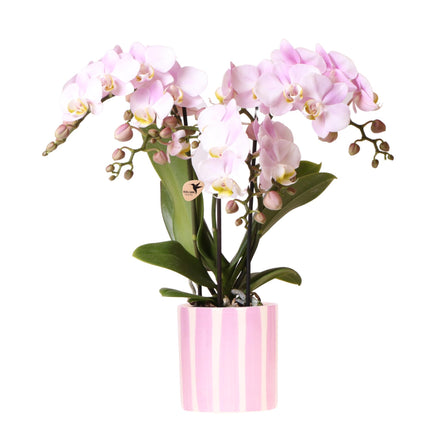 Roze Phalaenopsis orchidee Portugal + Painted Stripe pot roze - Ø9cm - Bloeiende kamerplant