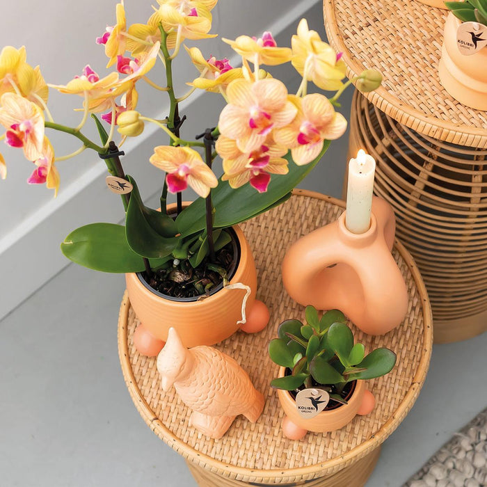 Oranje Phalaenopsis orchidee – Jamaica + Rolling sierpot peach – Ø9cm – ↕35cm - Bloeiende kamerplant in bloempot
