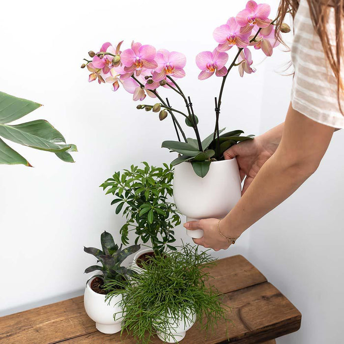 Roze Phalaenopsis orchidee – Andorra + Scandic sierpot wit – Ø9cm – ↕40cm - Bloeiende kamerplant in bloempot