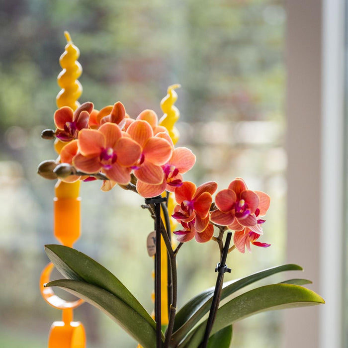 Oranje orchidee Bolzano + Hieroglyph sierpot off white - Ø9cm - Bloeiende kamerplant