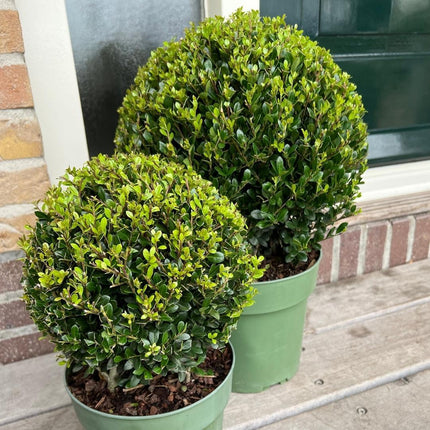 Ilex crenata 'Jenny' bulb Ø20cm + 1x bulb Ø25cm - 2x