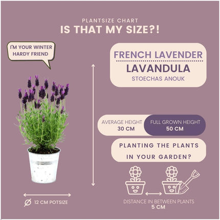 Lavandula stoechas Anouk® im dekorativen Topf „Old Look“ – Ø 13 cm – Französischer Lavendel – 3 Stück 