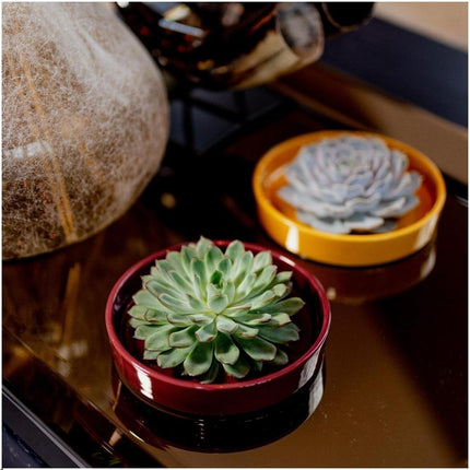 ROOTLESS Succulent Echeveria Lilacina in 'red' bowl - ↕5cm - Ø20cm