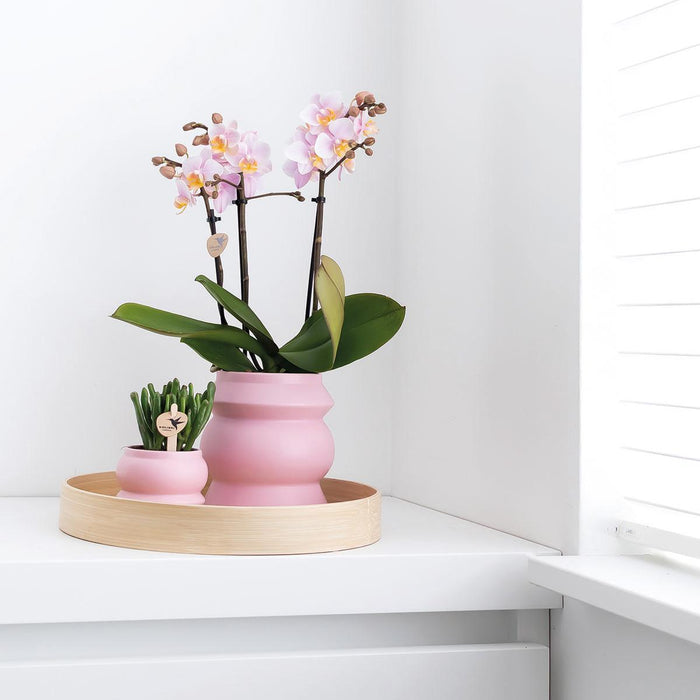 Roze phalaenopsis orchideeën - Andorra - 2x - Ø9cm - Bloeiende kamerplant