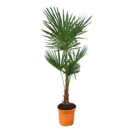 Trachycarpus Fortuneii – ↕160 cm – Ø27 cm