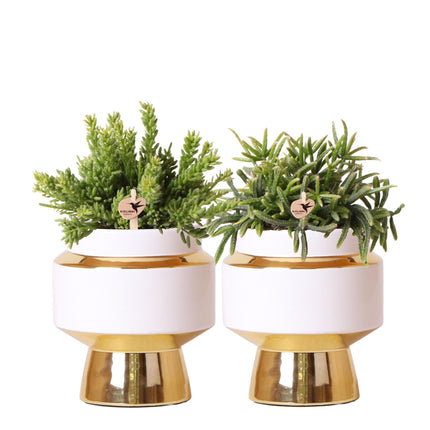 Rhipsalis set of 2 plants in golden Le Chic decorative pots - Succulents - ceramic - Ø9cm - Kolibri Greens
