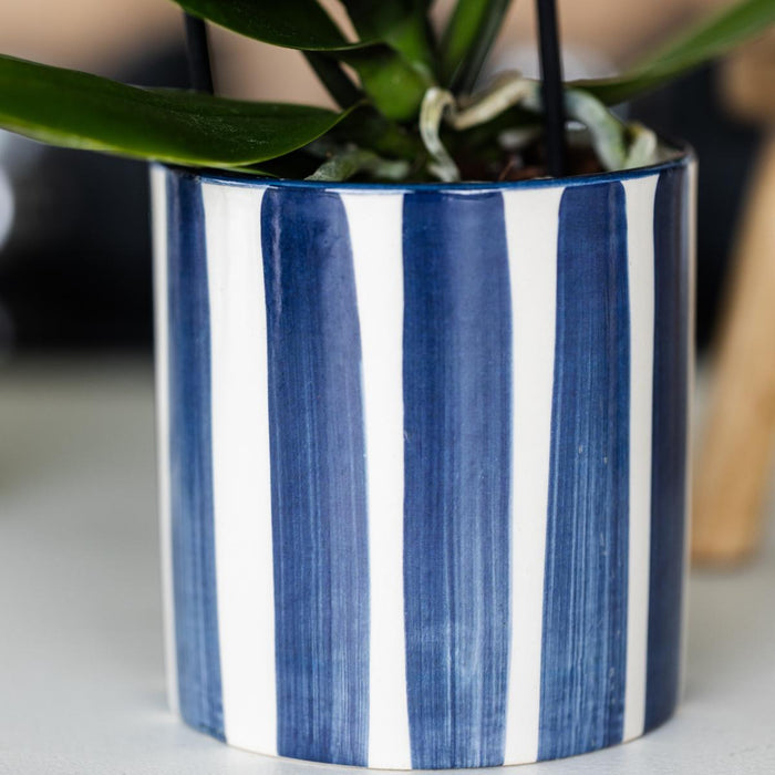 Witte Phalaenopsis orchidee Amabilis en Succulent Crassula Hobbit in Painted Stripe pot blauw - Set - Ø9cm + Ø6cm - Bloeiende kamerplant