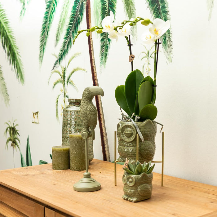 Witte Phalaenopsis orchidee – Amabilis + Owl sierpot groen – Ø9cm – ↕40cm - Bloeiende kamerplant in bloempot