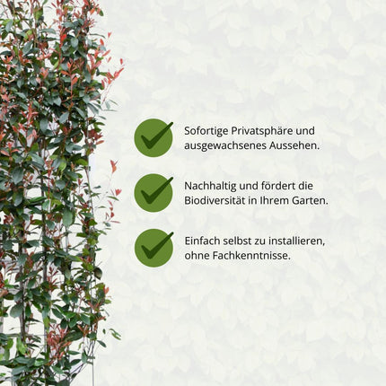 Photinia Fraseri 'Carré Rouge' - Glansmispel - Færdiglavet hæk - 120 x 120 x 180 cm