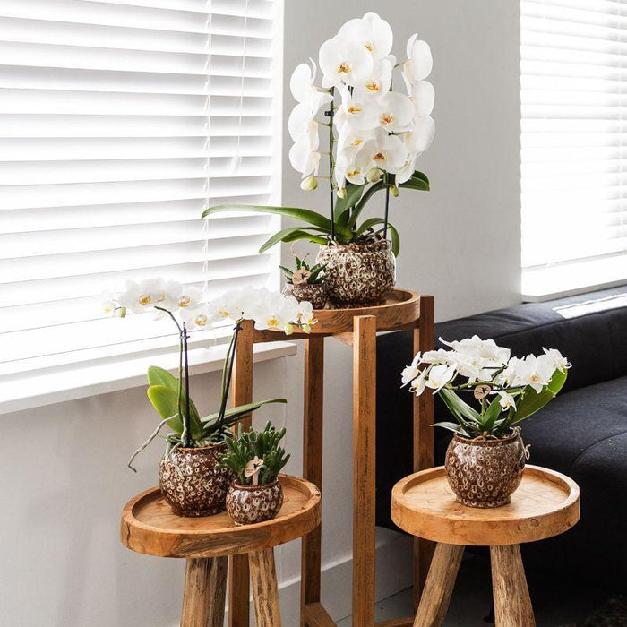 Kolibri Home | Safari pot - Ø9cm
