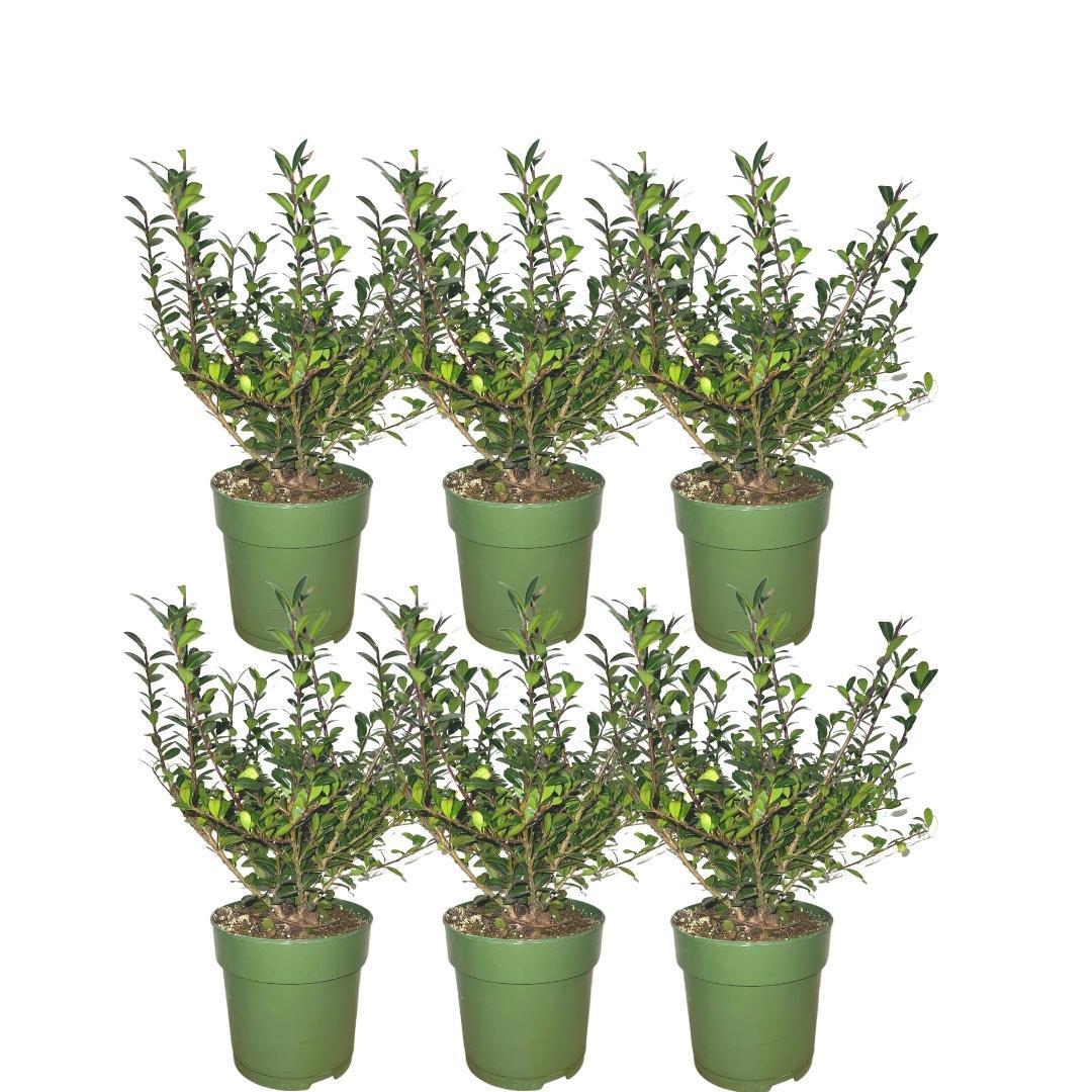 Ilex crenata 'Jenny' – 1 Meter hohe Stechpalmenhecke – Winterharte Hec —  Planten247.nl