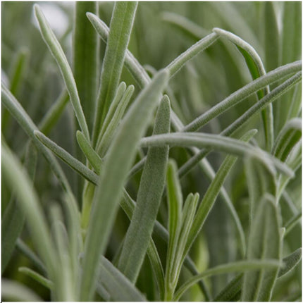 Lavendel Angustifolia - ↕15cm - Ø7cm - 2 x 6er Packung - 12 Stück