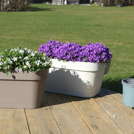Campanula Addenda Ambella Viola Intenso - Fioriera da balcone bianca con 3 campanule Ø12cm - con sistema di sospensione - Campanula viola - perenni