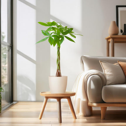 Pachira Aquatica - Pengetræ - med hvid Viber - ↕80cm - Ø21cm