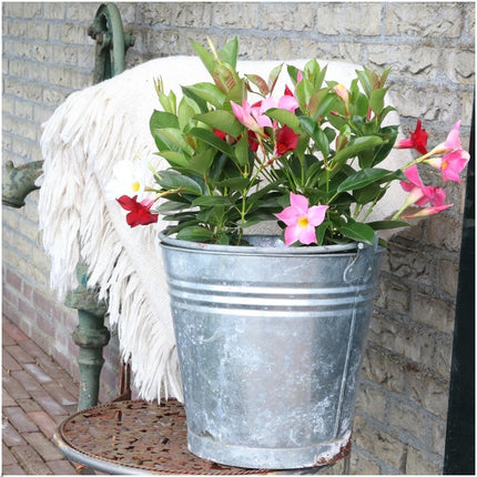 Dipladenia Red - Mandevilla Red - ↕25cm - Ø12cm - 6x