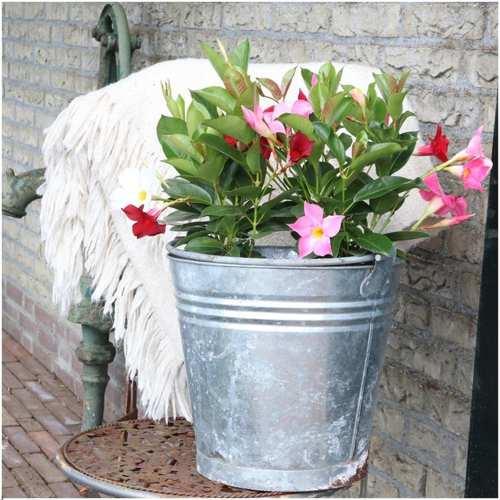Dipladenia Red - Mandevilla Red - ↕25cm - Ø12cm - 6x