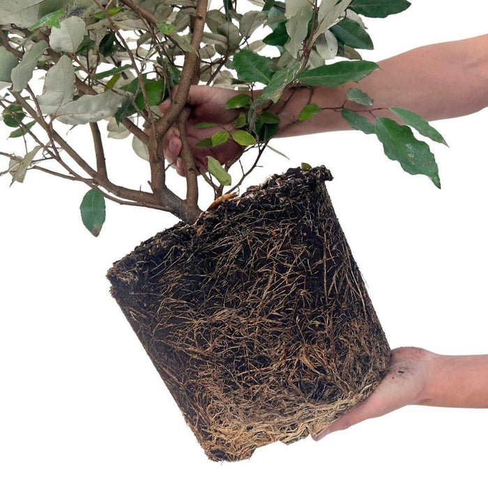 Olijfwilg planten voor 10 strekkende meter haag - ↕100-125 cm in 12 liter pot - 25x