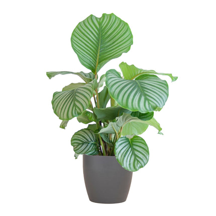 Calathea Orbifolia med Viber grå - ↕65cm - Ø21cm