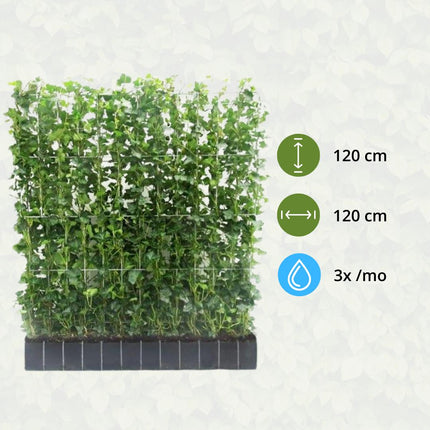 Hedera Hibernica - Edera - Siepe pronta all'uso | ↔120cm - ↕120cm